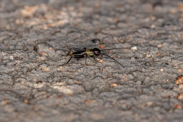 Prawdziwa Nimfa Krykieta Superrodziny Grylloidea — Zdjęcie stockowe