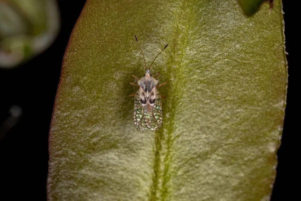 Μικρό Σκαθάρι Δαντέλα Της Οικογένειας Tingidae — Φωτογραφία Αρχείου