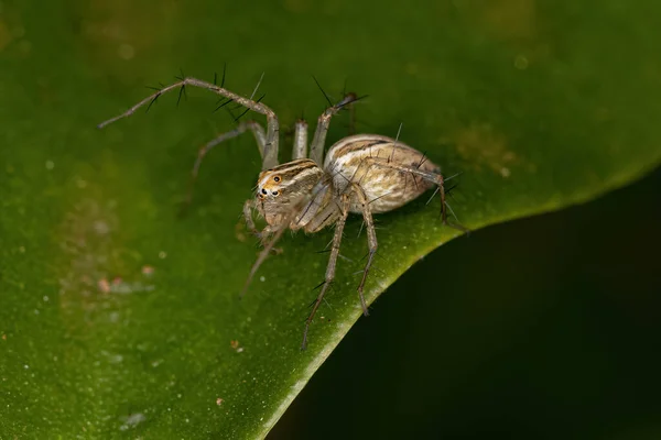 Striped Lynx Spider Genus Oxyopes — Stock Photo, Image