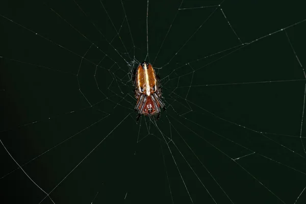 Типичный Orbweaver Spider Вида Alpaida Rubellula — стоковое фото