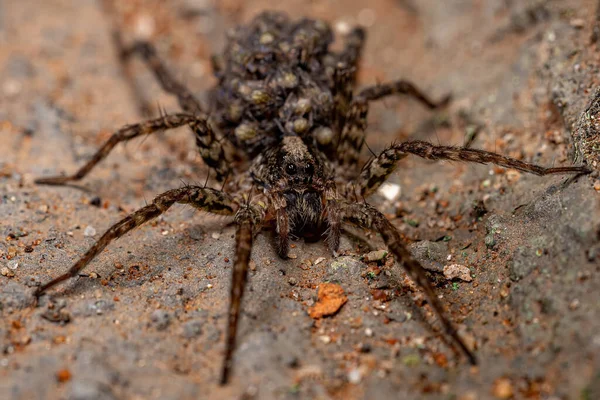 Adulto Araña Lobo Hembra Familia Lycosidae Llevando Sus Crías Abdomen — Foto de Stock