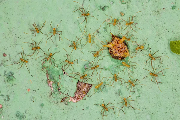 Assassin Bug Nymphs Plemienia Harpactorini Jajkami — Zdjęcie stockowe