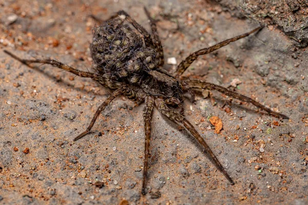 Adulto Araña Lobo Hembra Familia Lycosidae Llevando Sus Crías Abdomen —  Fotos de Stock