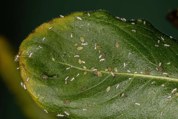 Group Small Green Aphids Family Aphididae Branch Madagascar Periwinkle — Stockfoto