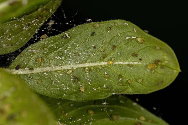 Group Small Green Aphids Family Aphididae Branch Madagascar Periwinkle — Stockfoto