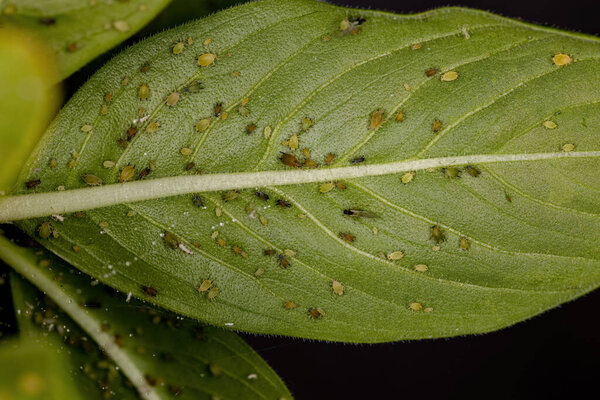 Группа небольших зеленых тлей семейства Aphididae на ветке Мадагаскарской перигинкле