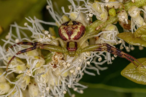 Piccole Femmine Granchio Spider Family Thomisidae — Foto Stock