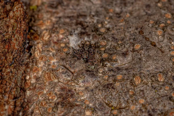 Marma Nigritarsis Türünün Küçük Zıplayan Örümceği — Stok fotoğraf