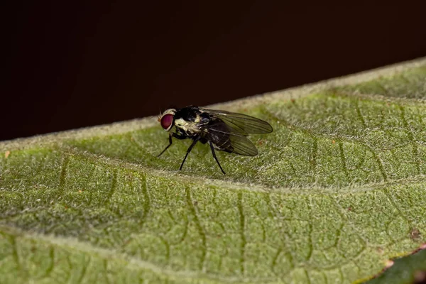 Ενηλίκων Φύλλο Ανθρακωρύχος Fly Της Οικογένειας Agromyzidae — Φωτογραφία Αρχείου