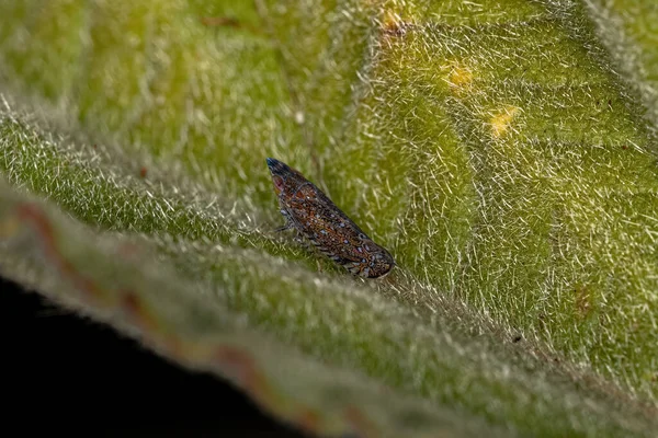Liten Typisk Leafhopper Släktet Scaphytopius — Stockfoto