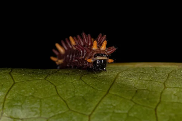 Cattleheart Insect Caterpillar Genus Parides — Stockfoto