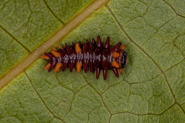 Caterpillar Insectos Del Corazón Batalla Los Párpados Género —  Fotos de Stock