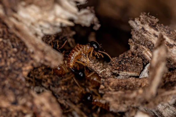 Adult Nasute Rayes Dari Genus Nasutitermes — Stok Foto