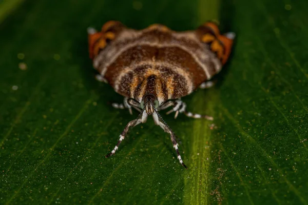 Взрослый Metalmark Moth Вида Tortyra Meratella — стоковое фото