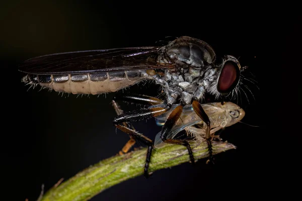 Adult Robber Fly Genus Ommatius Preying Adult Sharpshooter Insect Family — Stockfoto