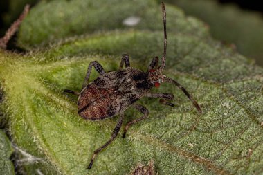 Alt familya Coreinae 'nin küçük yapraklı böceği.