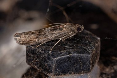 Pyralidae ailesinin Yetişkin Pyralid Burun Güvesi