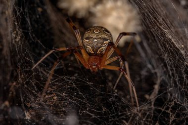 Dişi Yetişkin Kahverengi Dul Latrodectus Geometriksi