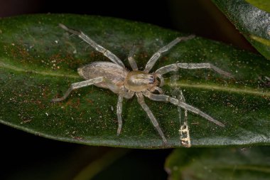Aile 'nin küçük hayalet örümceği.