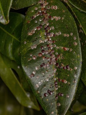 Superfamily Coccoidea 'nın Beyaz Ölçekli Böcekleri Pachira aquatica türünün Tedarik Ağacı Yaprağı Üzerine
