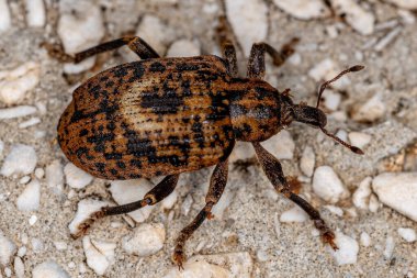 Curculionidae ailesinin Yetişkin Buğday bitleri