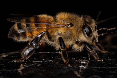 Yetişkin Dişi Batı Bal Arısı Apis mellifera