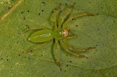 Adult Female Translucent Green Jumping Spider of the Genus Lyssomanes clipart