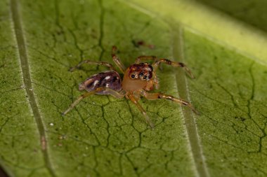 Noegus cinsinden atlayan yetişkin erkek örümcek.