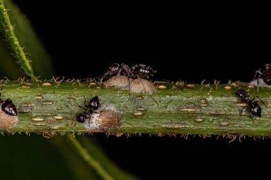 Pseudococcidae familyasından küçük Mealybug böcekli Yetişkin Kadın Kokteyl Karıncaları
