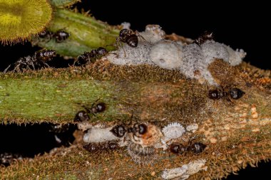 Pseudococcidae familyasından küçük Mealybug böcekli Yetişkin Kadın Kokteyl Karıncaları