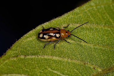Alt familya Galerucinae 'den Yetişkin Küçük Pire Böceği