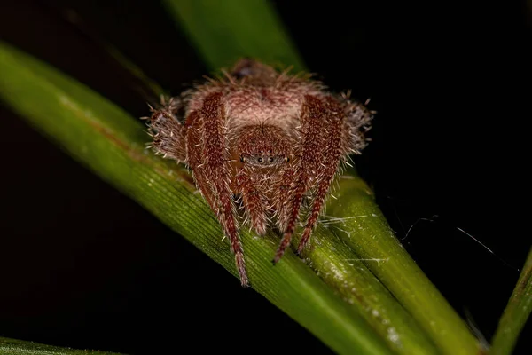 Dorosła Kobieta Typowa Orbweaver Gatunku Eriophora Edax — Zdjęcie stockowe