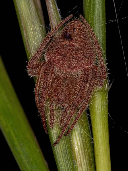 Θηλυκό Ενήλικο Τυπικό Orbweaver Του Είδους Eriophora Edax — Φωτογραφία Αρχείου
