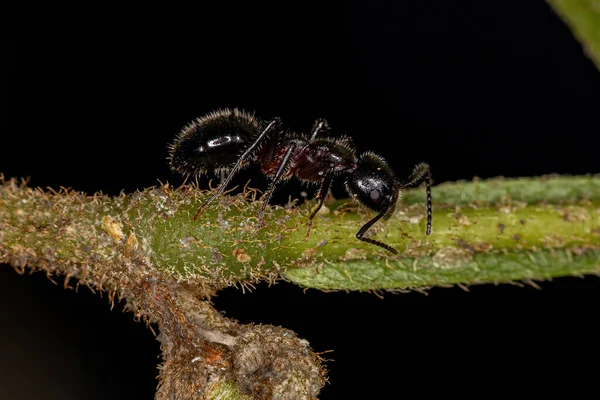 Adult Odorous Ant Genus Dolichoderus — стоковое фото