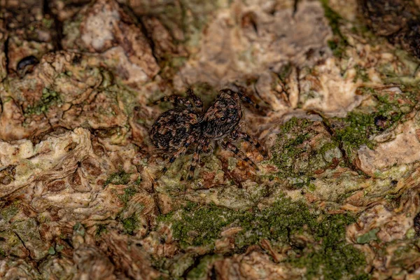 Kleine Springspinnen Van Soort Marma Nigritarsis — Stockfoto