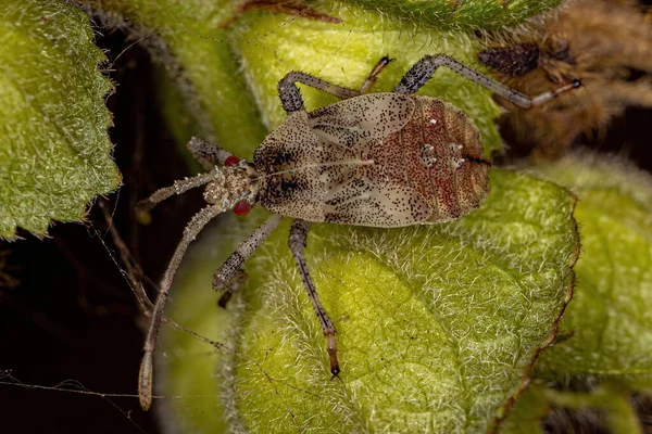 Small Leaf-footed Bug of the Subfamily Coreinae