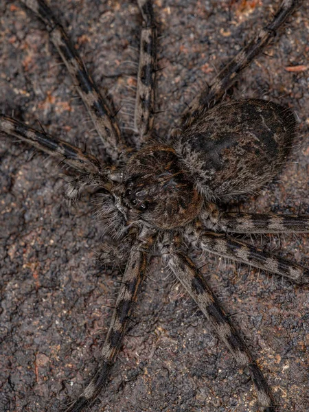 Volwassen Vrouwelijke Trechaleid Spin Van Familie Trechaleidae — Stockfoto