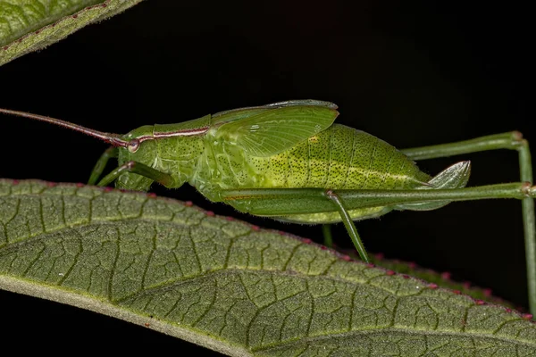 Phaneropterine Katydid Nymph Tribe Aniarellini — стокове фото