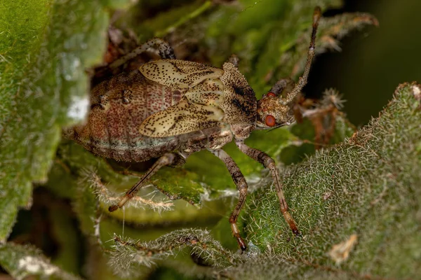 Bug Folha Pequeno Subfamília Coreinae — Fotografia de Stock