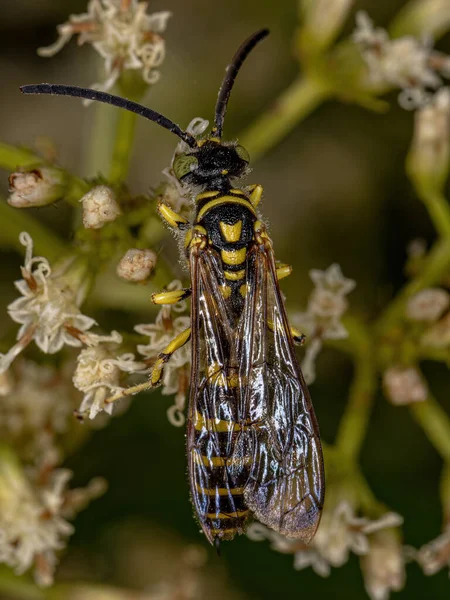 Yetişkin Yeni Dünya Gruplu Myzinum Cinsinden Thynid Wasp — Stok fotoğraf