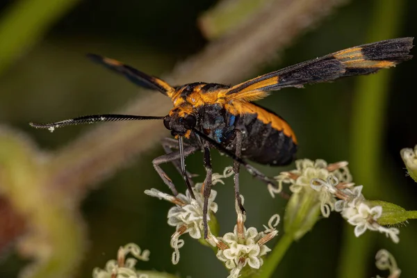 Adult Tiger Moth Genus Dycladia — Stock Photo, Image