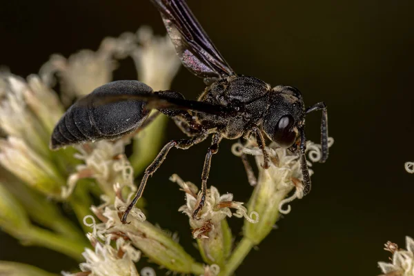 Adult Potter Wasp Subfamily Eumeninae — Stock Photo, Image