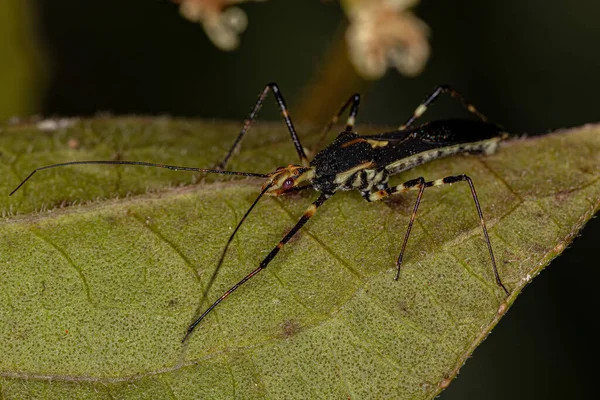 Adulter Assassin Bug Der Gattung Zelus — Stockfoto