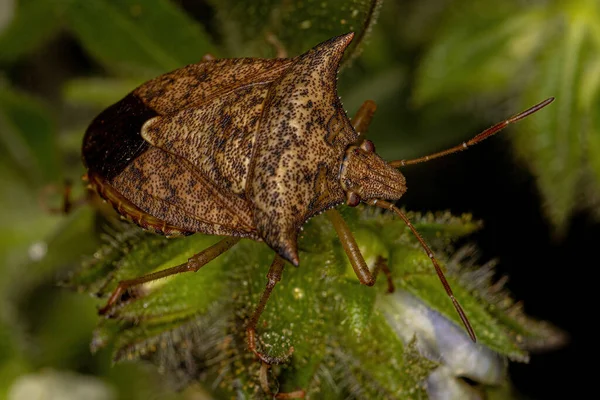 Adult Stink Bug Genus Euschistus — Stock Photo, Image