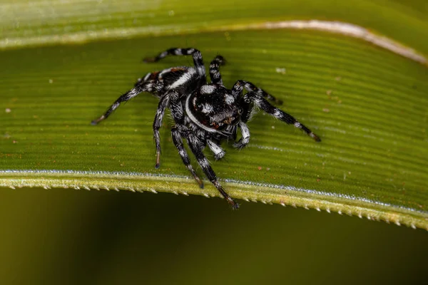 Ενήλικας Αρσενικό Άλμα Αράχνη Του Genus Pachomius — Φωτογραφία Αρχείου