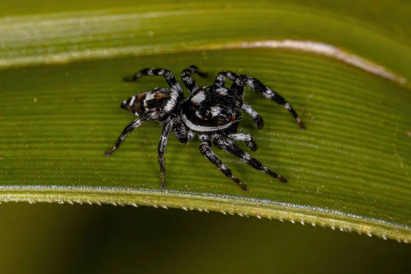 stock image Adult Male Jumping Spider of the Genus Pachomius