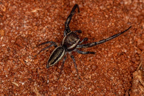 Dospělý Samec Skákající Pavouk Subkmene Dendryphantina — Stock fotografie