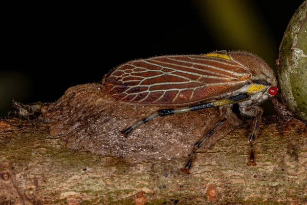 Dospělý Aetalionid Treehopper Druhu Aetalion Reticulatum — Stock fotografie