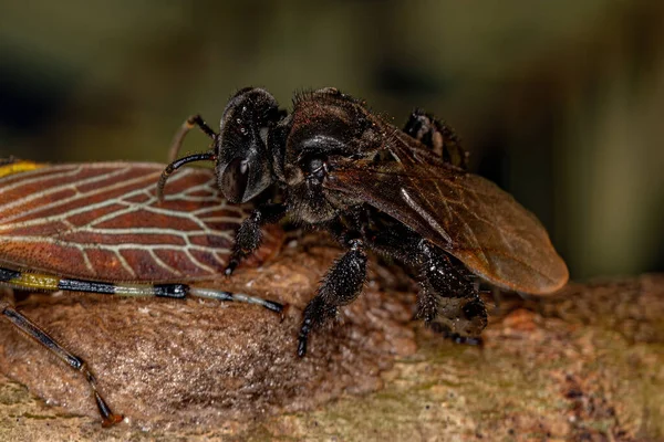 Ausgewachsene Stachellose Biene Vom Stamm Meliponini Mit Aetalionid Treehopper Insekten — Stockfoto