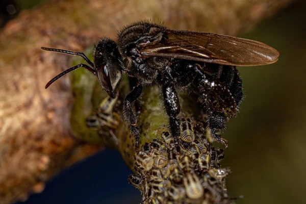 Ausgewachsene Stachellose Biene Vom Stamm Meliponini Mit Aetalionid Treehopper Insekten — Stockfoto